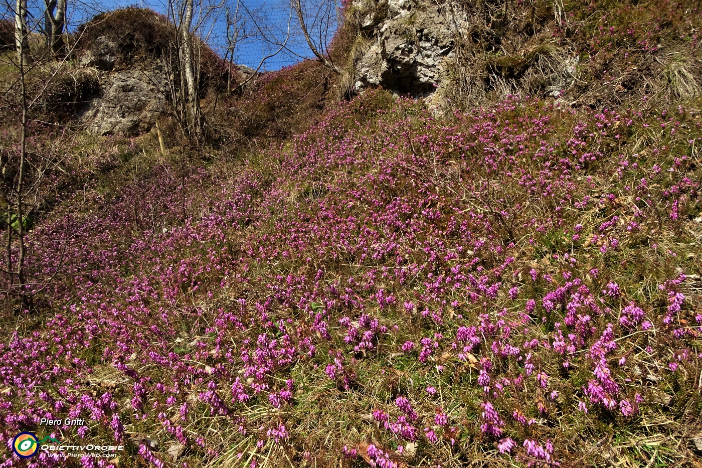24 Erica in fiore.JPG